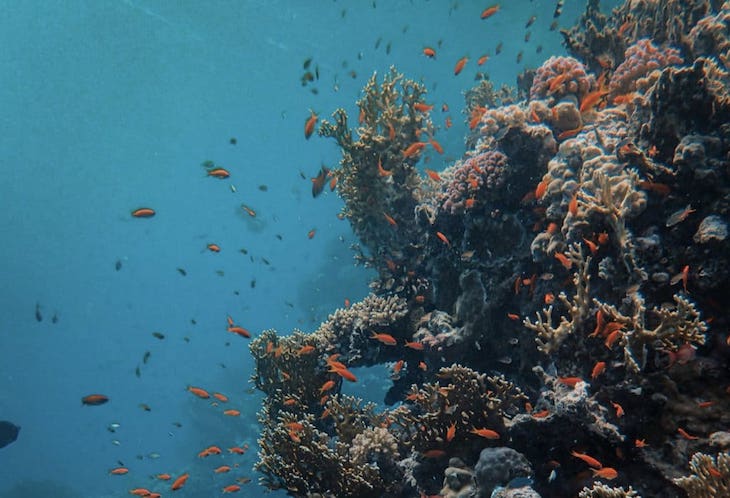 Día Mundial de los Océanos 2021