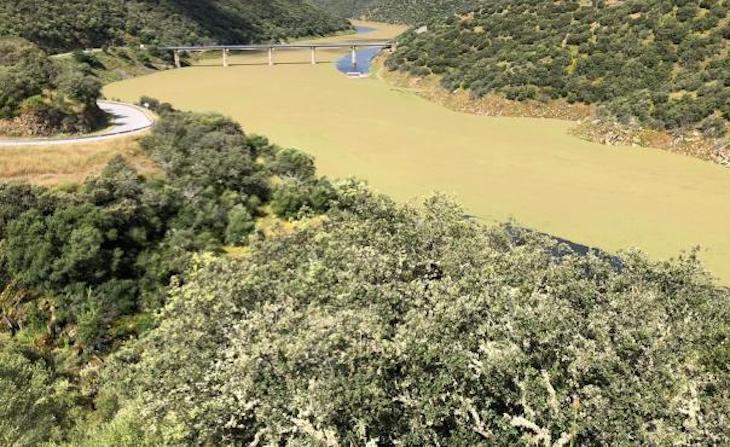 Invasión de helecho de agua en el río Tajo