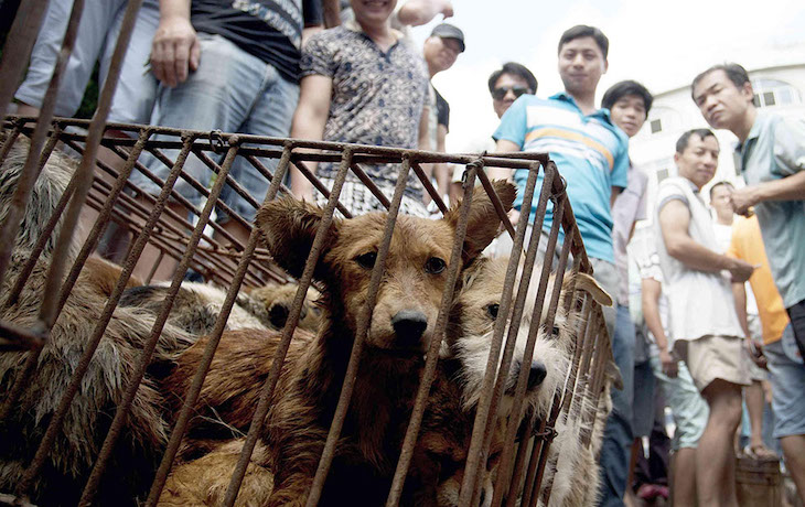 Wuhan prohíbe el consumo de animales salvajes