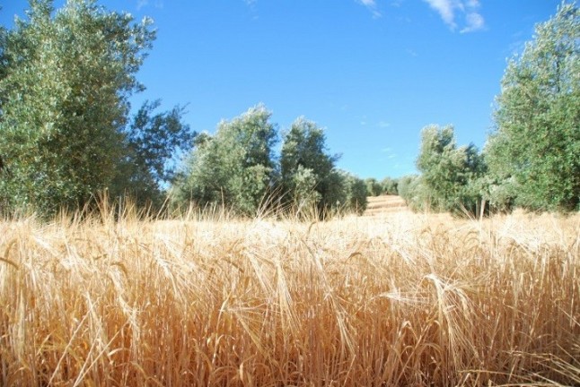 El cultivo de cebada cervecera en olivares de Jaén una idea muy sostenible