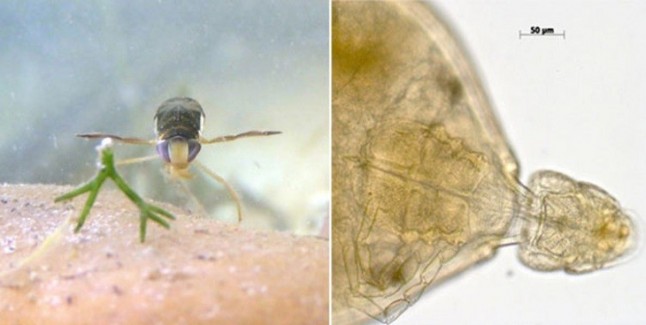 La salinidad merma la cantidad de insectos acuáticos en Doñana