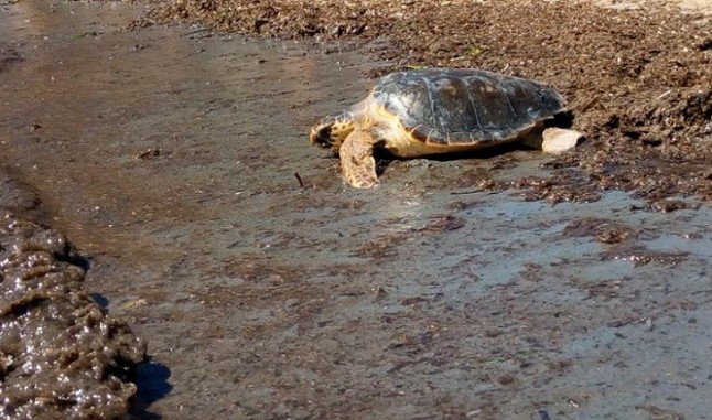 Liberadas cinco tortugas marinas recuperadas