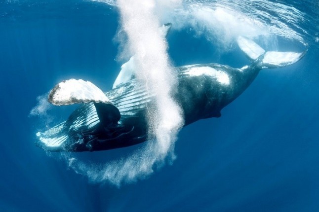 Los secretos de la ballena jorobada