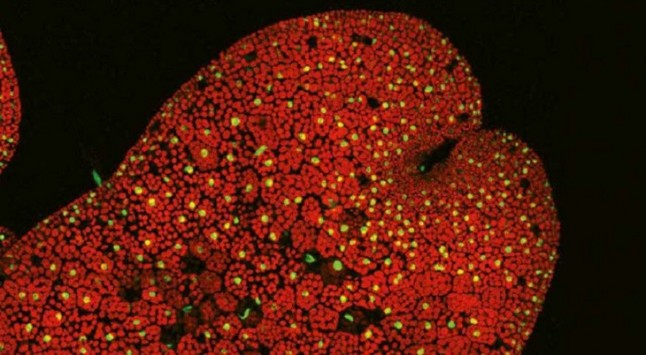 Descubierta una hormona vegetal clave para la supervivencia de las plantas