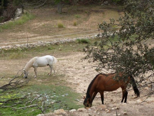 Campaña de micromecenazgo para ayudar a alimentar a caballos abandonados y maltratados