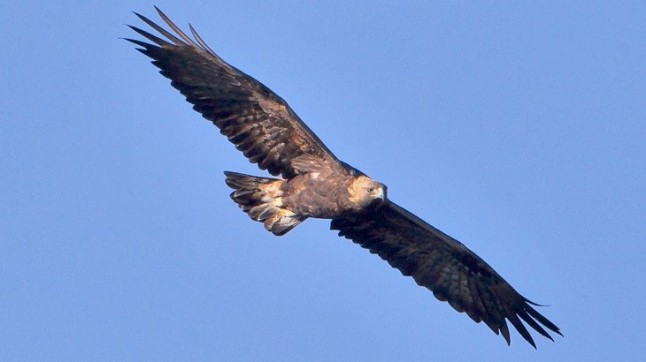 El águila real en San Luis Potosí