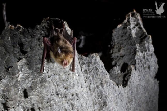Los murciélagos de Madagascar contra las cuerdas