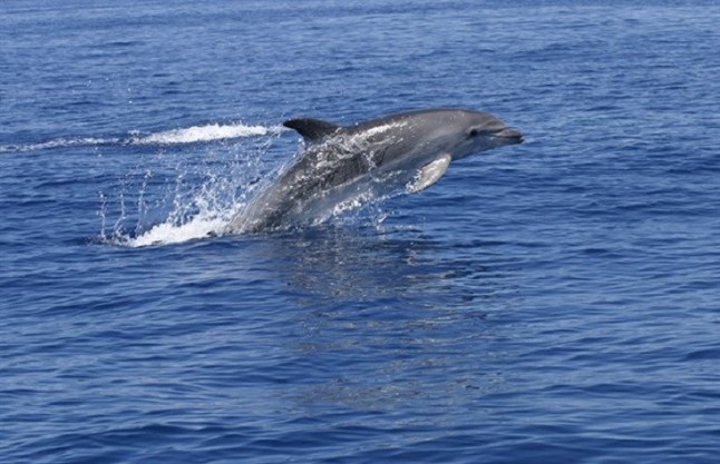 La presencia de cetáceos en los montes submarinos del canal de Mallorca facilitará su inclusión en la Red Natura 2000