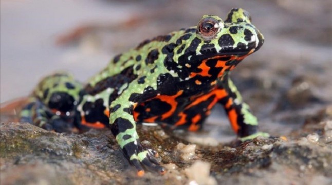 Desde Corea con Amor