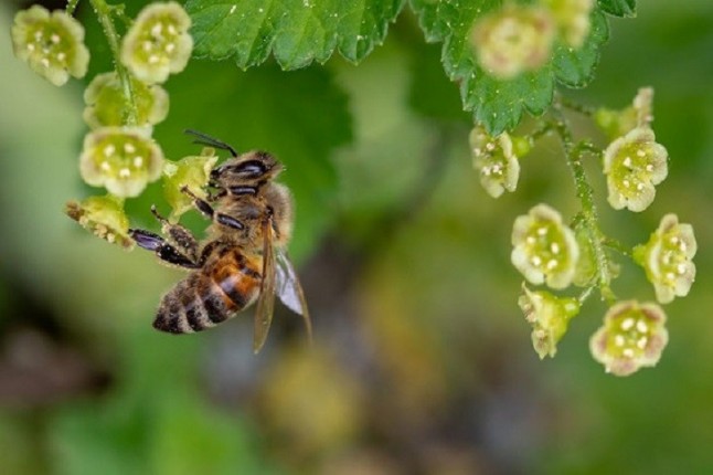 El cambio climático podría llevarse por delante la interacción entre plantas y polinizadores