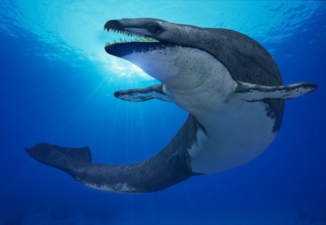 Basilosaurus isis