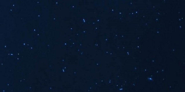 Las bacterias degradan el 99% de los hidrocarburos de la superficie de los océanos