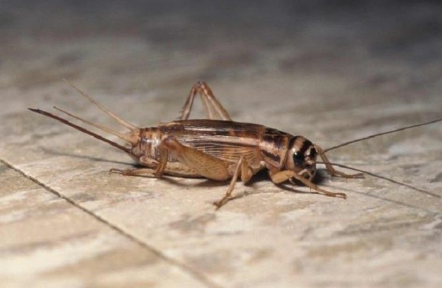 Los insectos aunque vivan apenas una semanas también envejecen