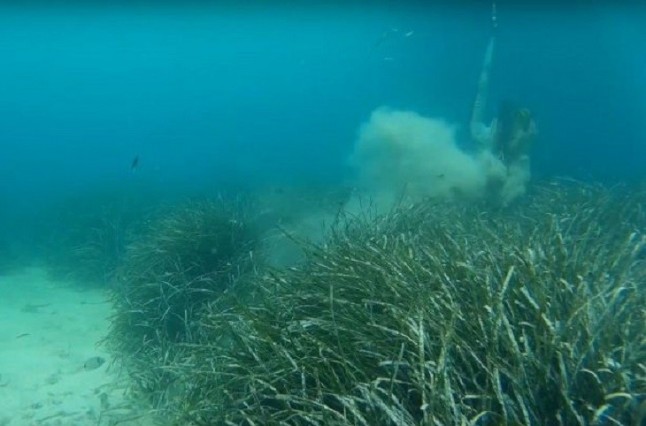 Baleares defiende el trabajo y las sanciones dictadas por los agentes de Medio Ambiente en la posidonia