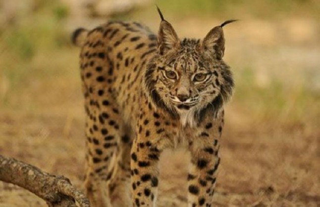 Retrasos inaceptables de las infraestructuras para evitar el atropello de linces