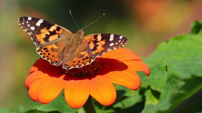 Unas mariposas recorren 12.000 kilómetros anuales cruzando el Sáhara
