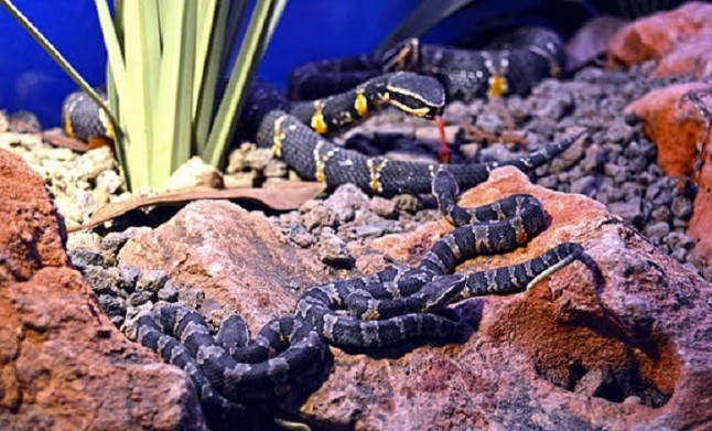 Nacen cuatro víboras cantil en Terra Natura Benidorm