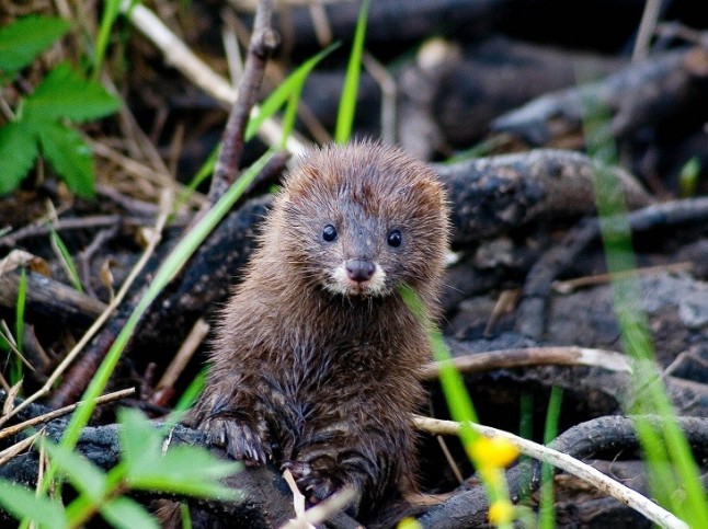 La Asociación Cambera organiza talleres para detectar la presencia de visón americano.