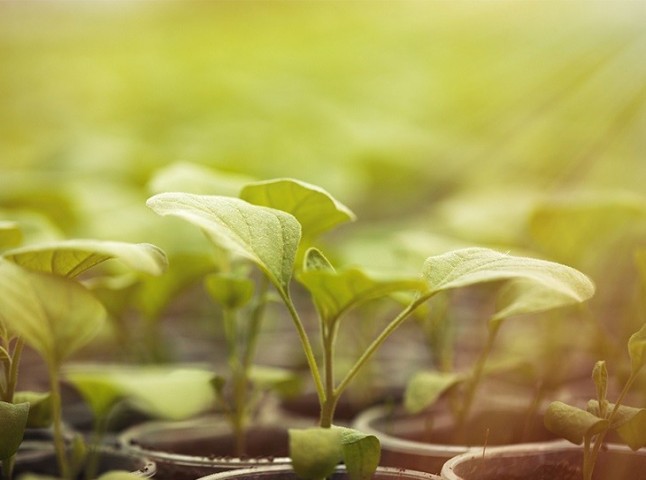 La productividad de cultivos aumenta un 40% con un atajo genético