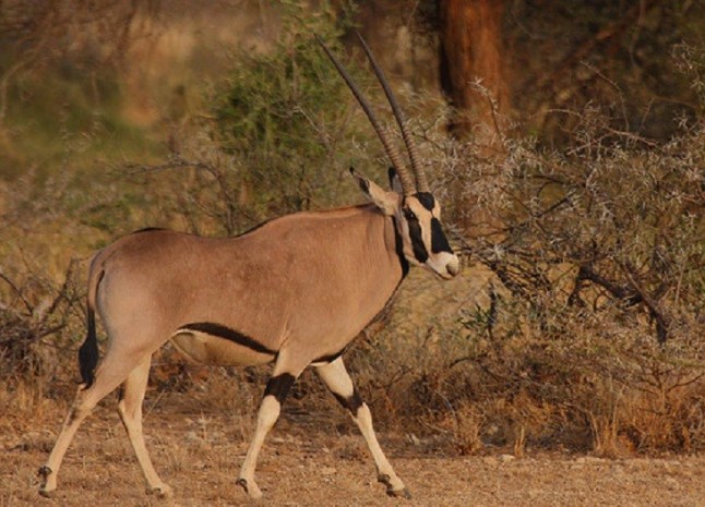 Las cinco especies que en 2018 estuvieron al borde de la extinción