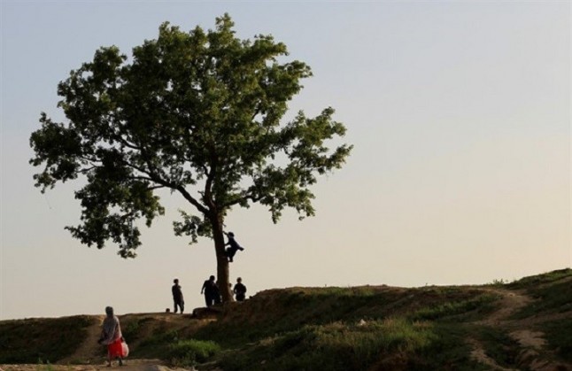 La Revolución de los Niños de Pakistán ante la masiva tala de árboles