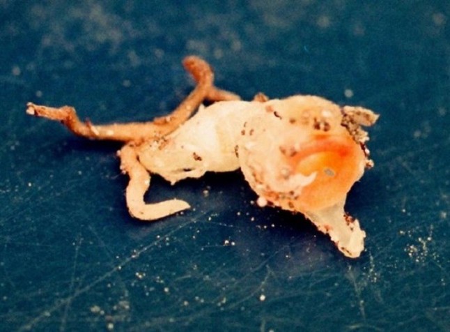 Nueva especie de planta hallada en un museo está probablemente extinta