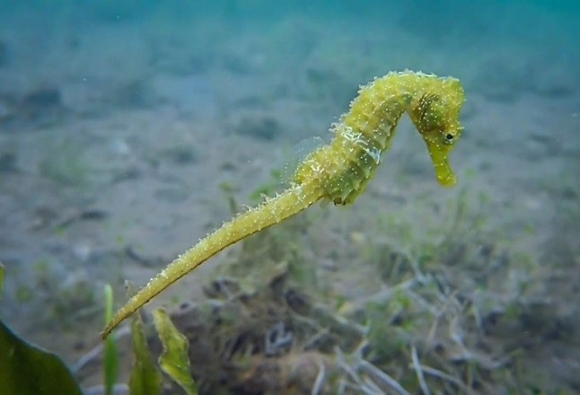 Localizados y liberados con vida 60 caballitos de mar durante la retirada de las redes antimedusas del Mar Menor