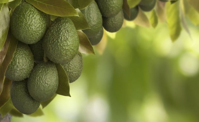 Los riesgos del agua en el cultivo de aguacate