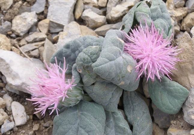 El Parque Natural de Sierra Mágina de Jaén exhibe en julio la Jurinea fontqueri y la Crepis granatensis