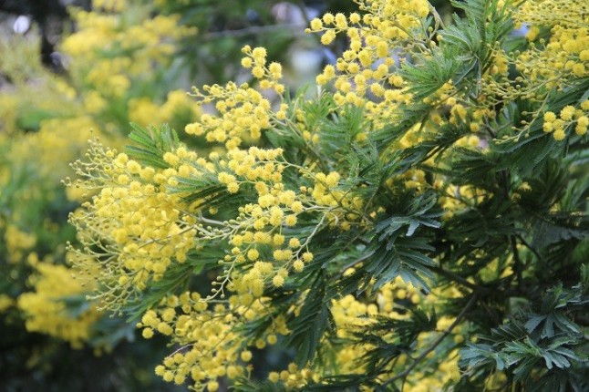Más problemas a cuenta de las plantas invasoras