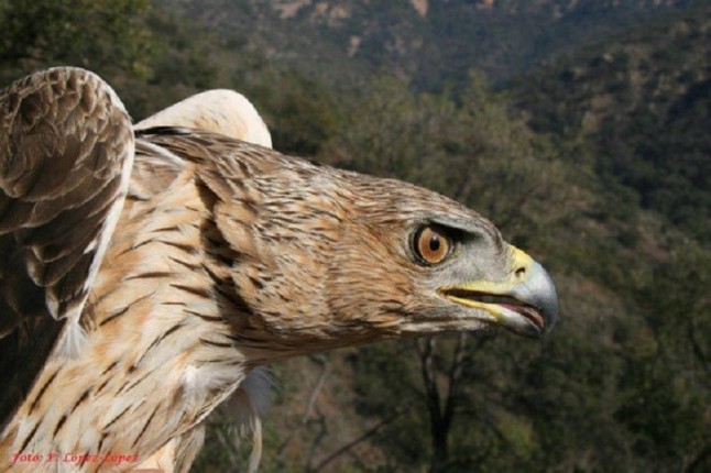 Se deben tomar medidas contundentes de conservación que reduzcan la presión humana sobre la fauna salvaje