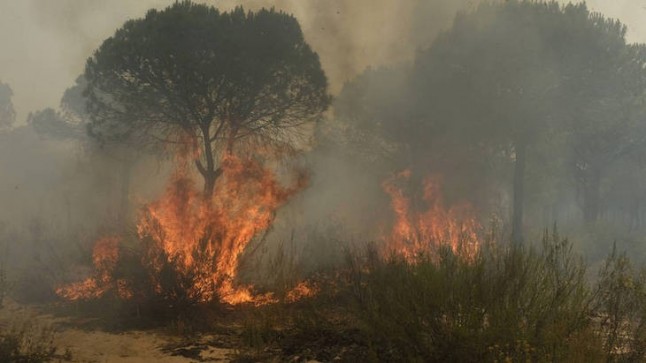 WWF a los dos años del incendio de Doñana: "Queda el mayor reto