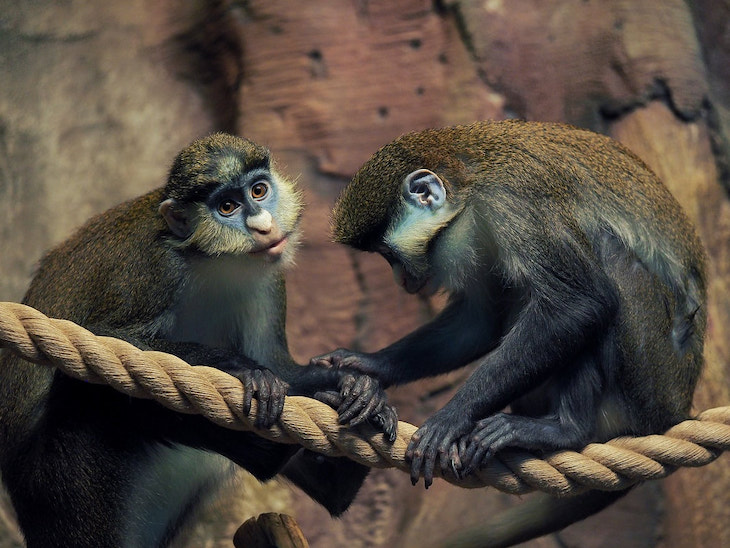 Roban dos primates de un centro de rescate de Fuente el Saz