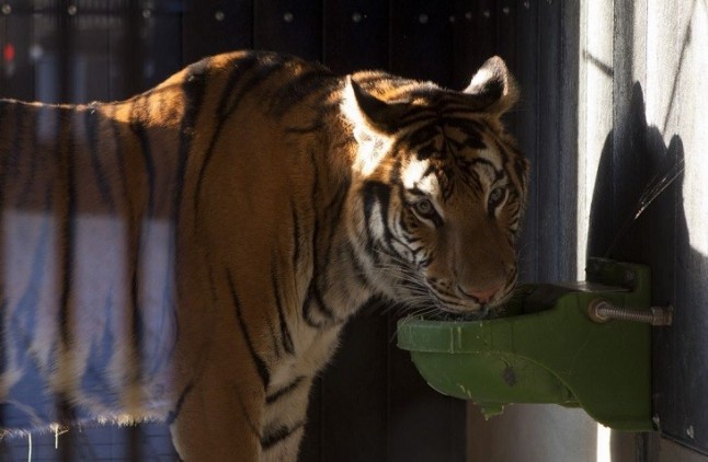 Aún quedan algunos circos con animales salvajes