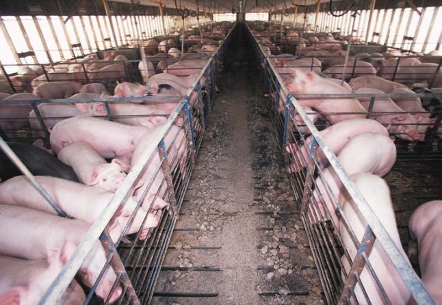 Reclaman al Gobierno una moratoria a la ganadería industrial