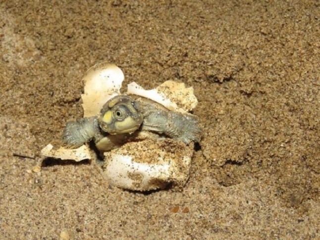 Vigilantes locales salvan de una inminente extinción a la tortuga gigante amazónica