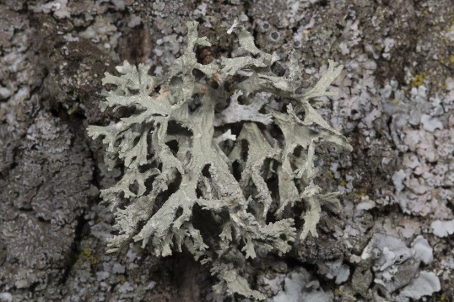 LiquenCity buscará 16 especies de líquenes para conocer la calidad del aire de Madrid y Barcelona