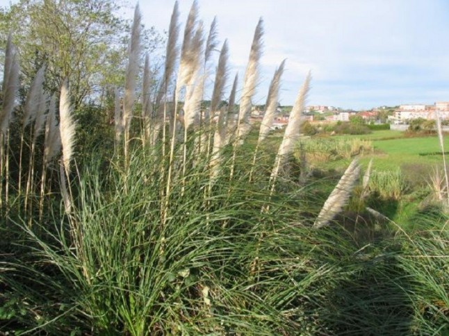El Senado insta al Gobierno a implantar una estrategia nacional para erradicar el plumero de la pampa