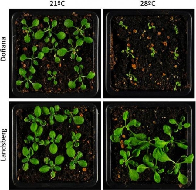 Las plantas regulan su crecimiento en función de la temperatura ambiental