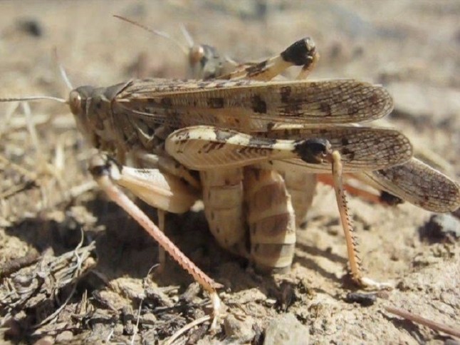 Comienza la campaña oficial contra la plaga de la langosta mediterránea en Extremadura