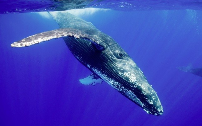 El crecimiento de los mamíferos es más limitado en el agua que en la tierra