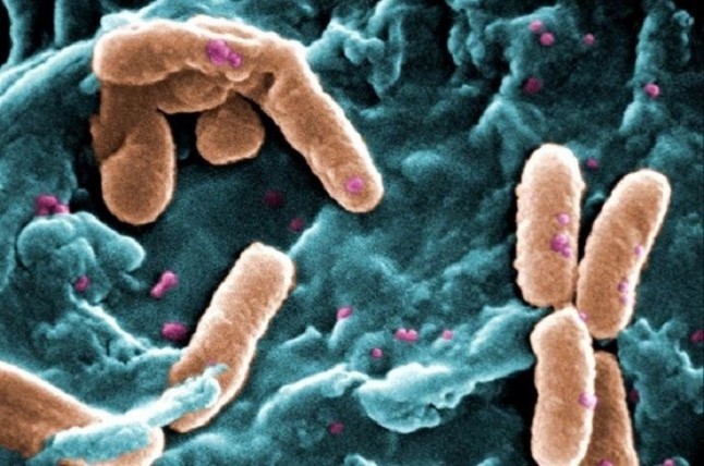 Capturan bacterias que comen y respiran electricidad