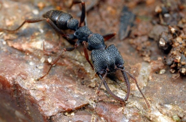 Conoce al animal más rápido del Planeta