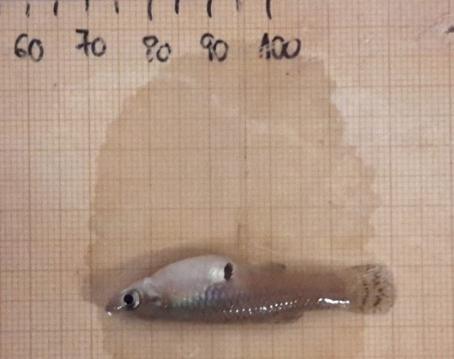 Cómo evitar la dispersión de la gambusia en los ecosistemas acuáticos