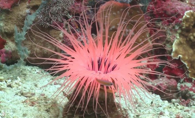 Investigadores descubren que la anémona tubular presenta el genoma mitocondrial animal más grande