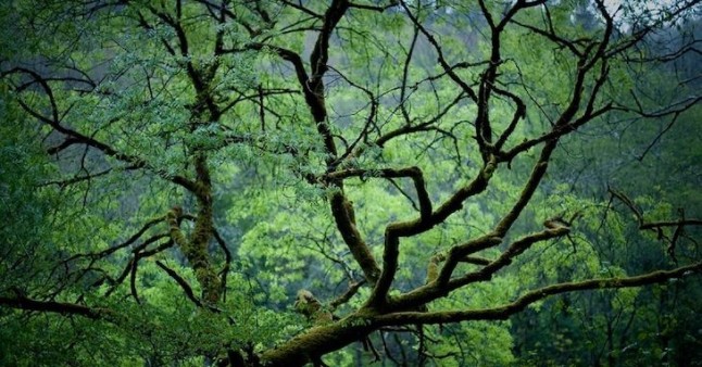 La ‘fantasmada’ de Albert Rivera que afirma que va a plantar 500 millones de árboles