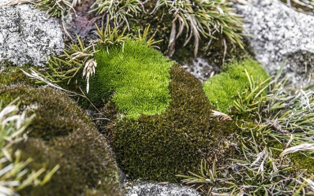 La vegetación de la Antártida Oriental a merced del cambio climatico