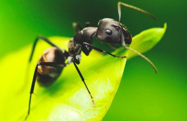 Las plantas son más listas que las hormigas