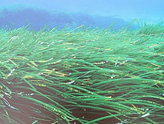 Exposición Posidonia para sensibilizar sobre la protección de esta especie