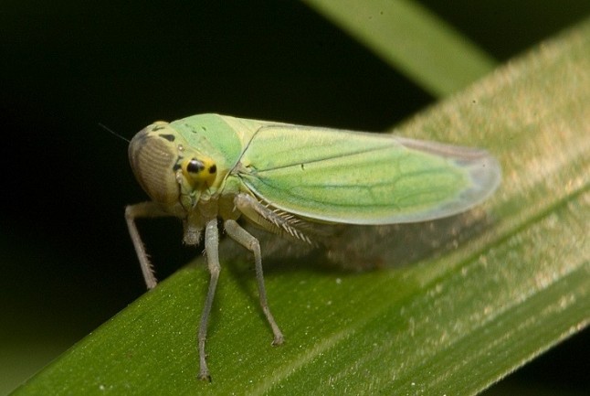 Agricultura detecta nuevos positivos de Xylella en la misma zona del norte de Alicante